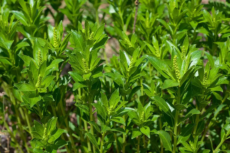 Close-up of green plants with small yellow flowers in a natural setting