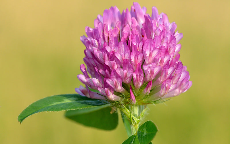 Close-up of a pink clover flower